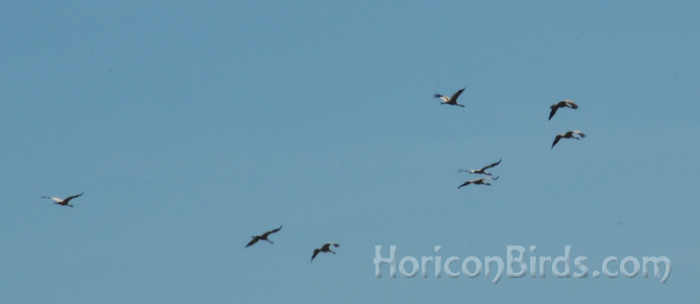 Eight of the 2013 DAR whooping cranes fly over Horicon, 27 October 2013, photo by Pam Rotella