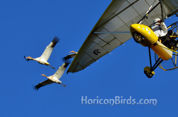 Brooke Pennypacker follows with cranes who would later break off and refuse to follow, 2 October 2013, photo by Pam Rotella