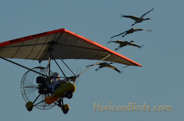 Richard van Heuvelen leads with four cranes, 2 October 2013, photo by Pam Rotella