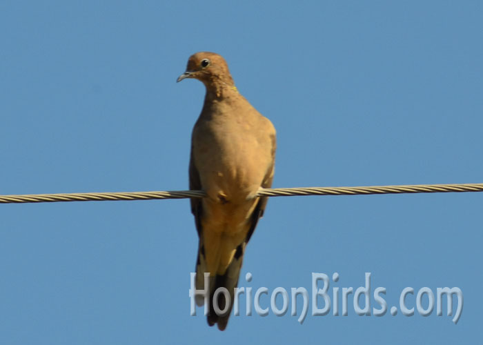 Mourning dove near White River Marsh, 27 September 2015, photo by Pam Rotella