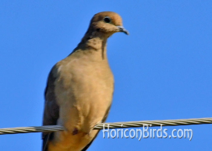 Mourning dove photo enhancement appears to show missing legs and feet, 27 September 2015, photo by Pam Rotella