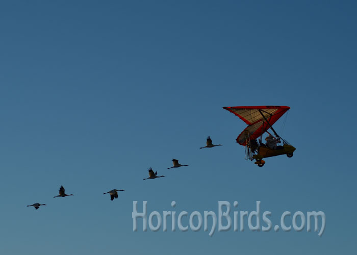 Joe Duff leads six whooping cranes on their first day of migration, 30 September 2015, photo by Pam Rotella