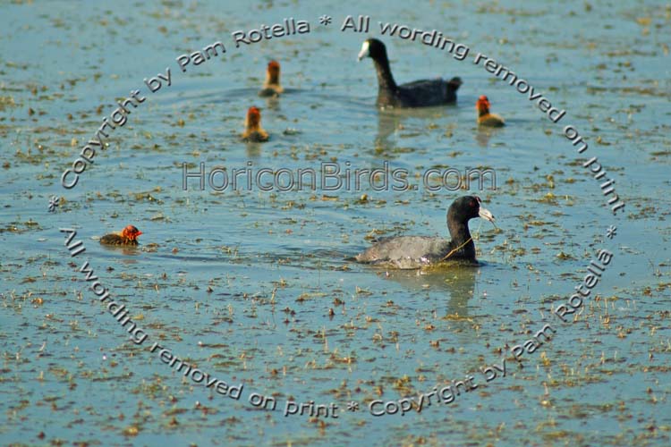 Coots swimming with their chicks, photo by Pam Rotella